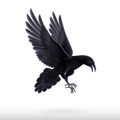 Black raven on white background