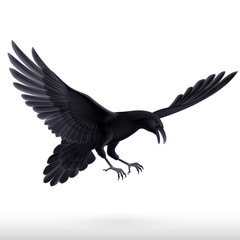 Black raven on white background