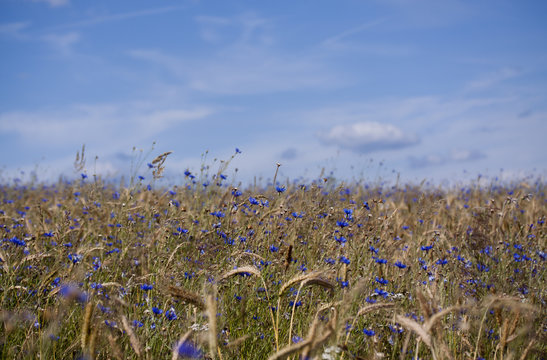 Getreide, Kornblumen, Himmel