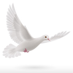 White dove