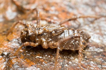 Dragonfly larva on rock