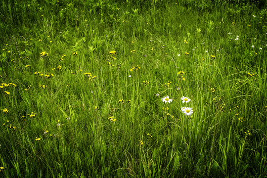 A Field Of Wildflowers In Voyageurs National Park, Minnesota, USA.
