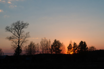 The contours of trees in the backlight. Russian nature