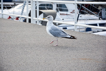 Möwen