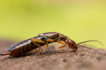 Earwig on wood