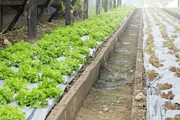 organic and fresh vegetable garden