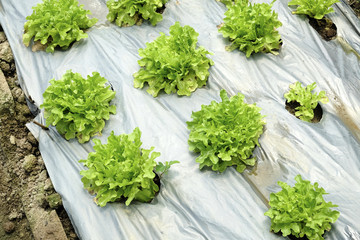 organic and fresh vegetable garden