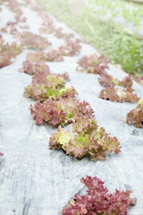 organic and fresh vegetable garden