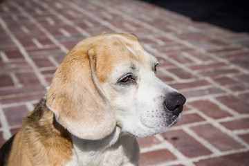 Beagle dog portrait.