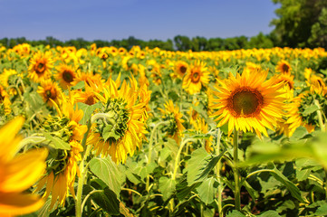 Obraz premium Sunflower field over blue sky and bright sun lights.