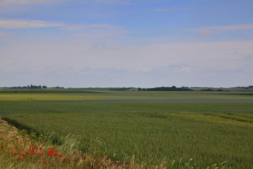 Culture céréalière.