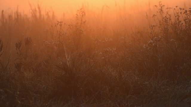 Cattails (Typha spp.) and other wetland plants are surrounded by an orange glow as the sunrises over a fog covered marsh.