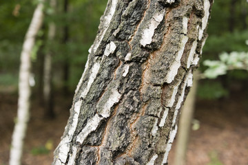 birch forest and blackberry growing on the earth