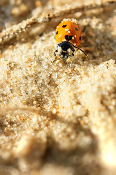 Ladybird resting on sand.