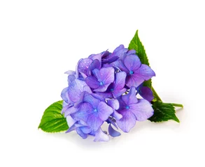 Deurstickers Hydrangea Blauwe hortensia.