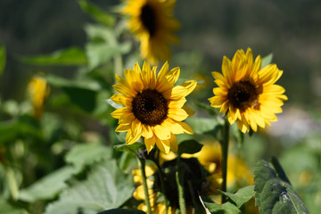 girasole girasoli petali fiore giallo 