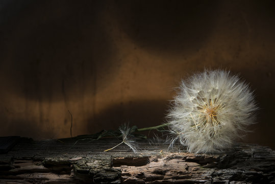 Still life. Dry dandelion lying on a tree bark.