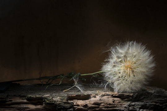 Still life. Dry dandelion lying on a tree bark.
