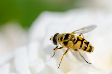A fly on a flower