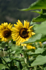 girasole girasoli petali fiore giallo 