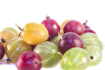 Gooseberries ribes uva-crispa