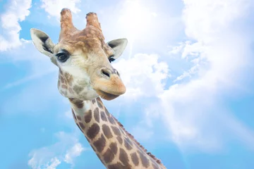 Papier Peint photo Lavable Girafe tête de belle girafe contre le ciel
