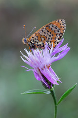 Obraz premium Melitaea didyma