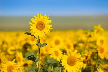 Photo sur Plexiglas Tournesol sunflower with bee