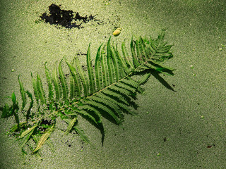 Fern