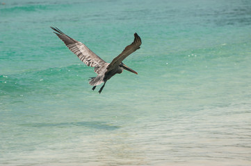 Fototapeta na wymiar Pelican flying away