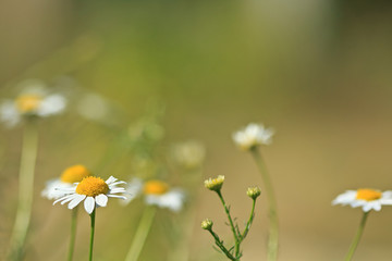 Chamomile flowers on the summer meadow