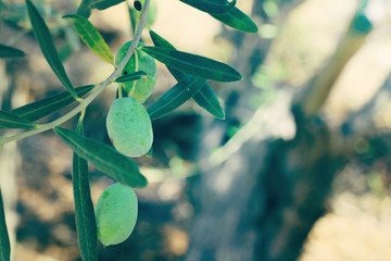 Olive tree branches, Green olives. Nature background. Vintage image