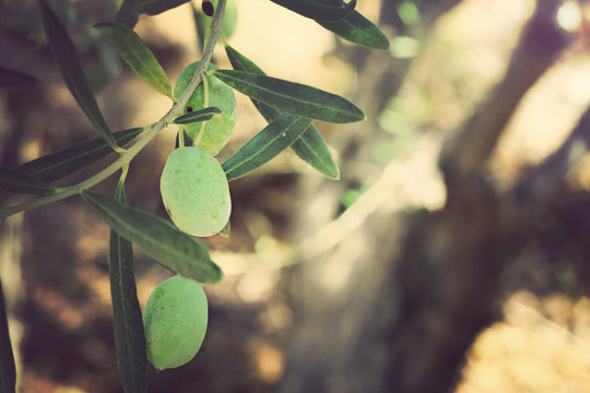 Olive tree branches, Green olives. Nature background. Vintage image