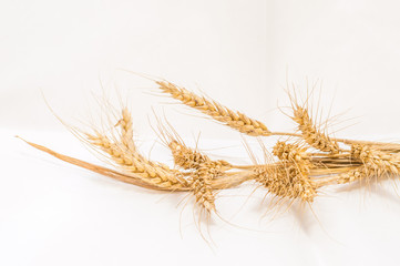 Isolated ears of wheat on a white background