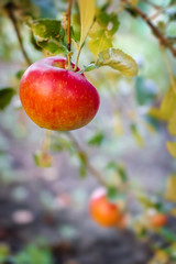 Red apples on apple tree branch.