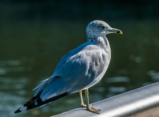 SEAGULL 082015 e