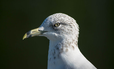 SEAGULL 082015 f
