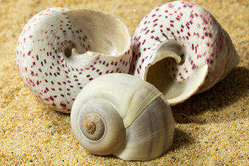 Seashells on Sand