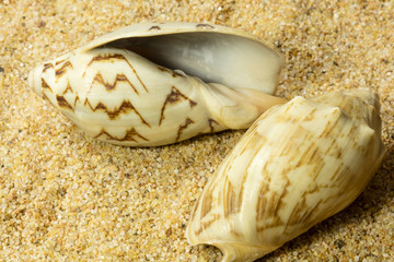 Seashells on Sand