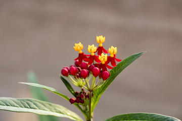 Colorful Butterfly Weed
