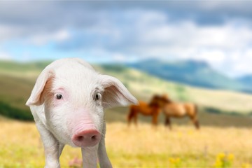Obraz premium Pig.