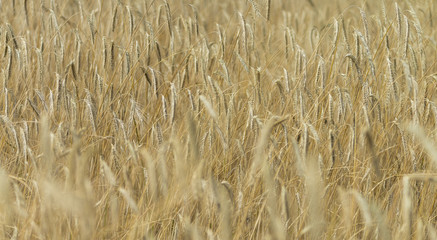 Wheat Field