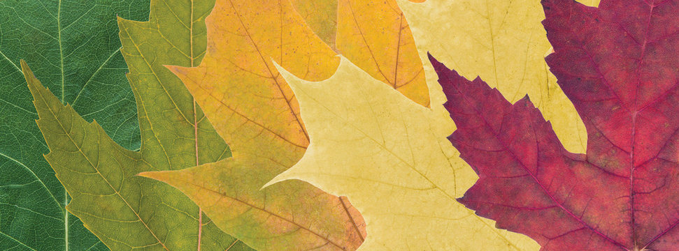 Fototapeta colored autumn leaves