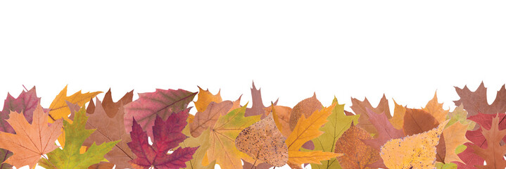 composition of autumn leaves