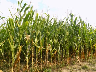 Obraz premium Corn field