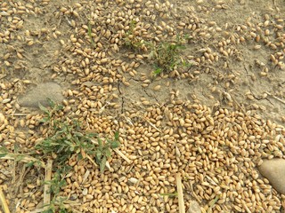 Wheat grain on field