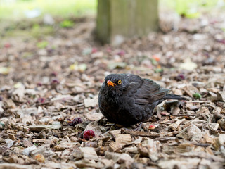 Turdus merula. Blackbird enjoying mulberry supper in the rain.