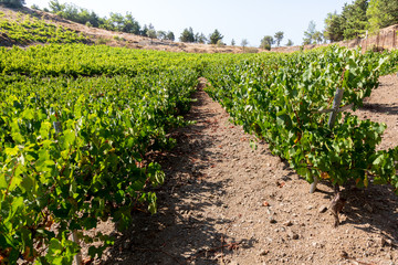 Fototapeta na wymiar Grapes and vineyard