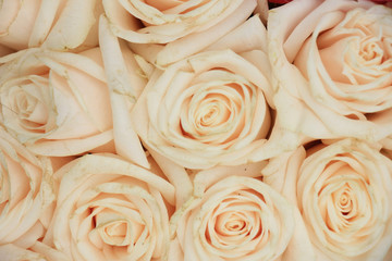 Wedding roses
