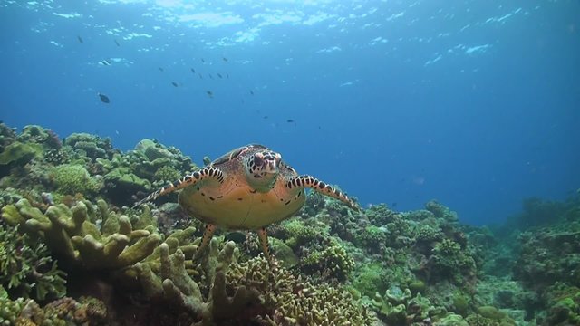 Hawksbill turtle swimming on a Coral reef with a rebreather diver